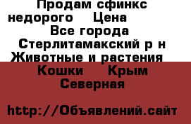 Продам сфинкс недорого  › Цена ­ 1 000 - Все города, Стерлитамакский р-н Животные и растения » Кошки   . Крым,Северная